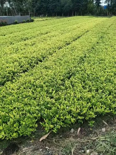 巴中绿化花卉苗木批发市场